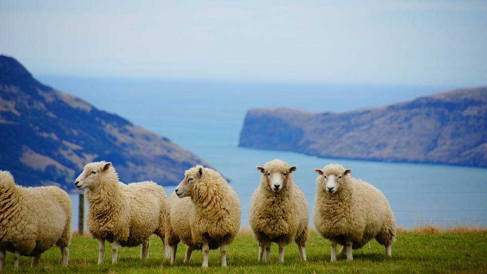 Schafswolle als nachhaltiges und natürliches Filtermaterial
